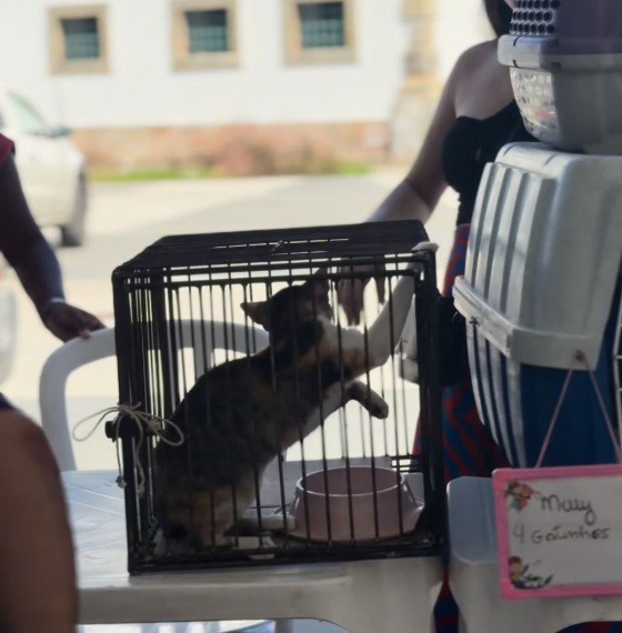 Foto: Divulga&ccedil;&atilde;o