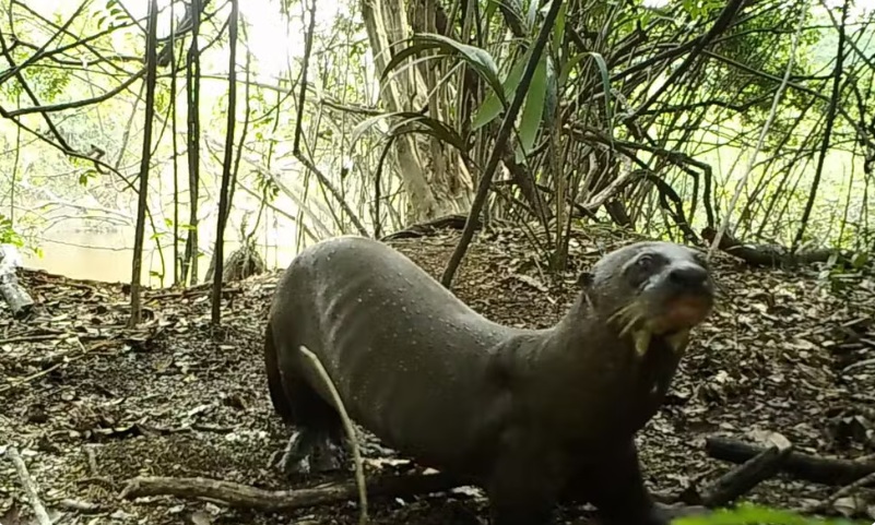 Ariranha/Foto: Divulga&ccedil;&atilde;o Instituto Mamirau&aacute;