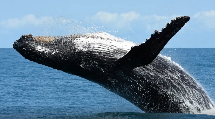 Baleia-jubarte adulta flagrada na praia de Ipanema/Foto: Instituto Baleia Jubarte (IBJ)