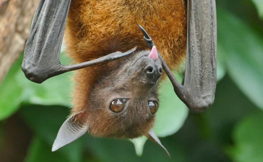 O morcego do g&ecirc;nero Pteropus &eacute; o vetor do v&iacute;rus/Foto: Reprodu&ccedil;&atilde;o