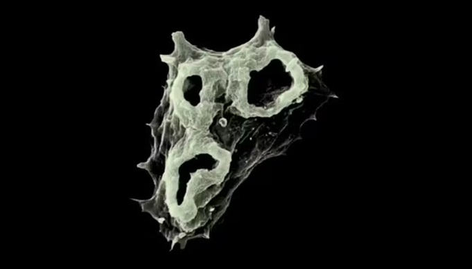 Naegleria fowleri/Foto: Divul&ccedil;a&ccedil;&atilde;o