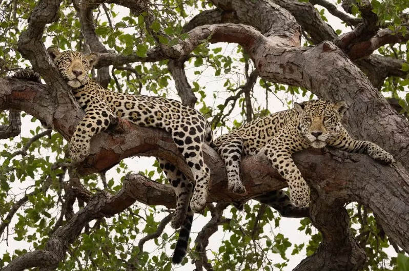 On&ccedil;a pintada m&atilde;e e filhote em &aacute;rvore no Pantanal/Foto: Bruno Sartori