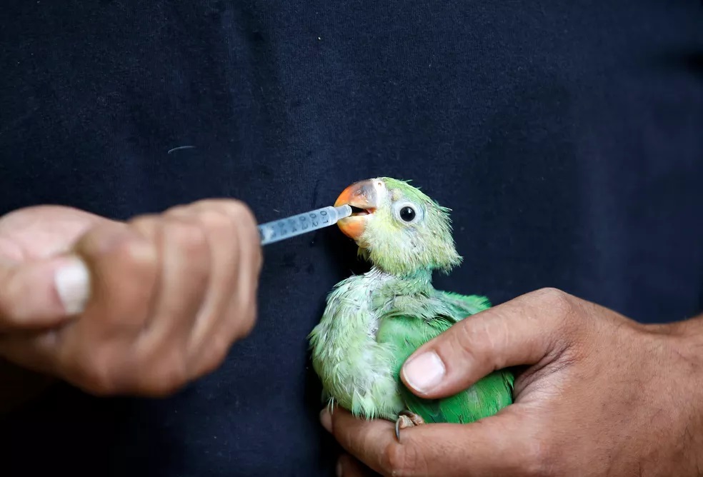 Veterinário trata periquito desidratado na Índia, em 11 de maio de 2022 — Foto: Amit Dave/Reuters